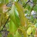 Euonymus americanus P1D (2)